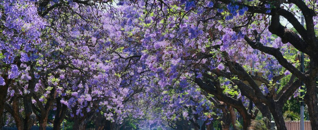 Oaxaca Weather: Best Time to Visit as a Digital Nomad