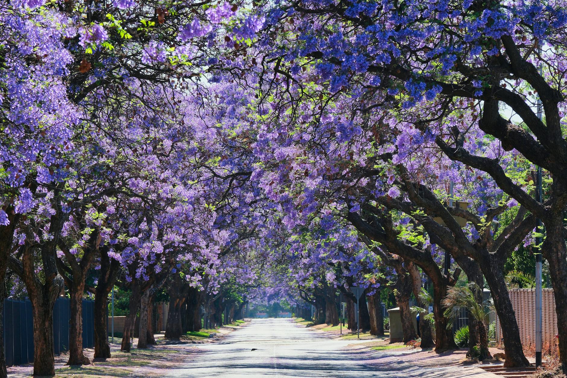 Oaxaca Weather: Best Time to Visit as a Digital Nomad